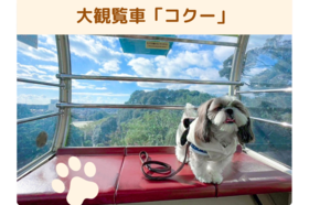 わんちゃん_コクー