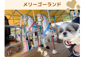 わんちゃん_メリー