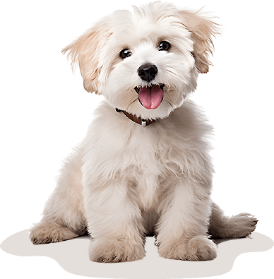 犬